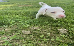 American Pit Bull Terrier dogs for sale: Oso - Image 1
