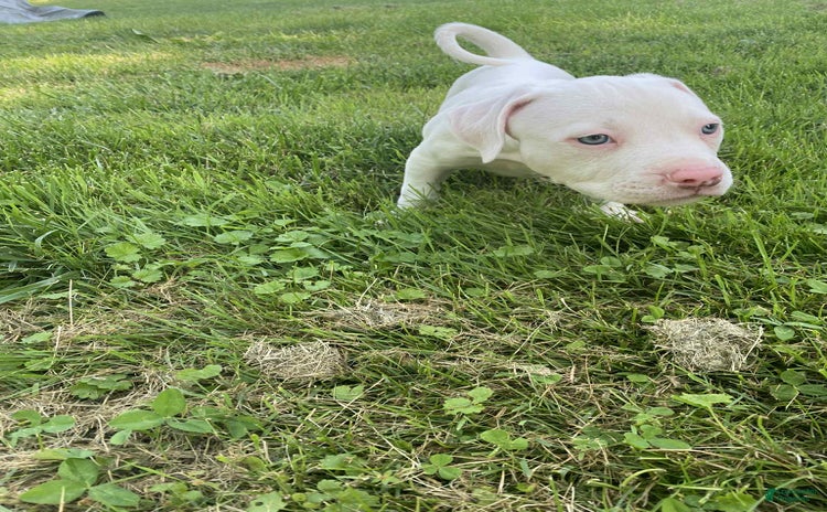 American Pit Bull Terrier dogs - Advert 19