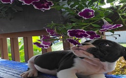 English Bulldog dogs for sale: Mack - Image 5
