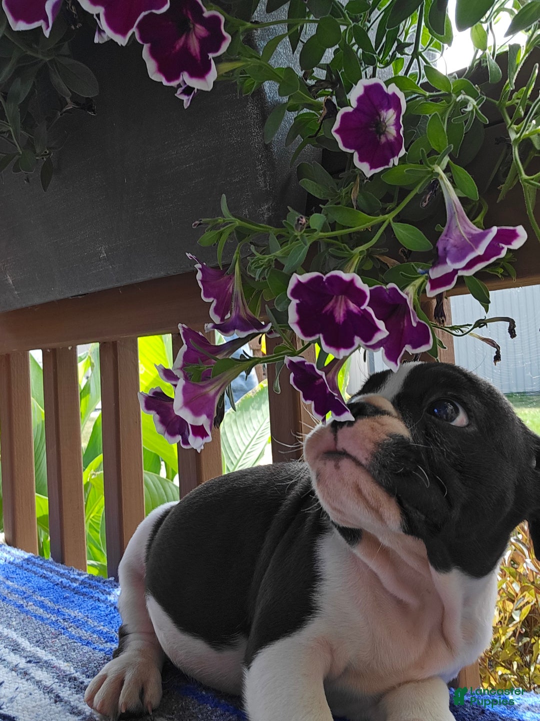 English Bulldog dogs for sale: Mack - Image 5