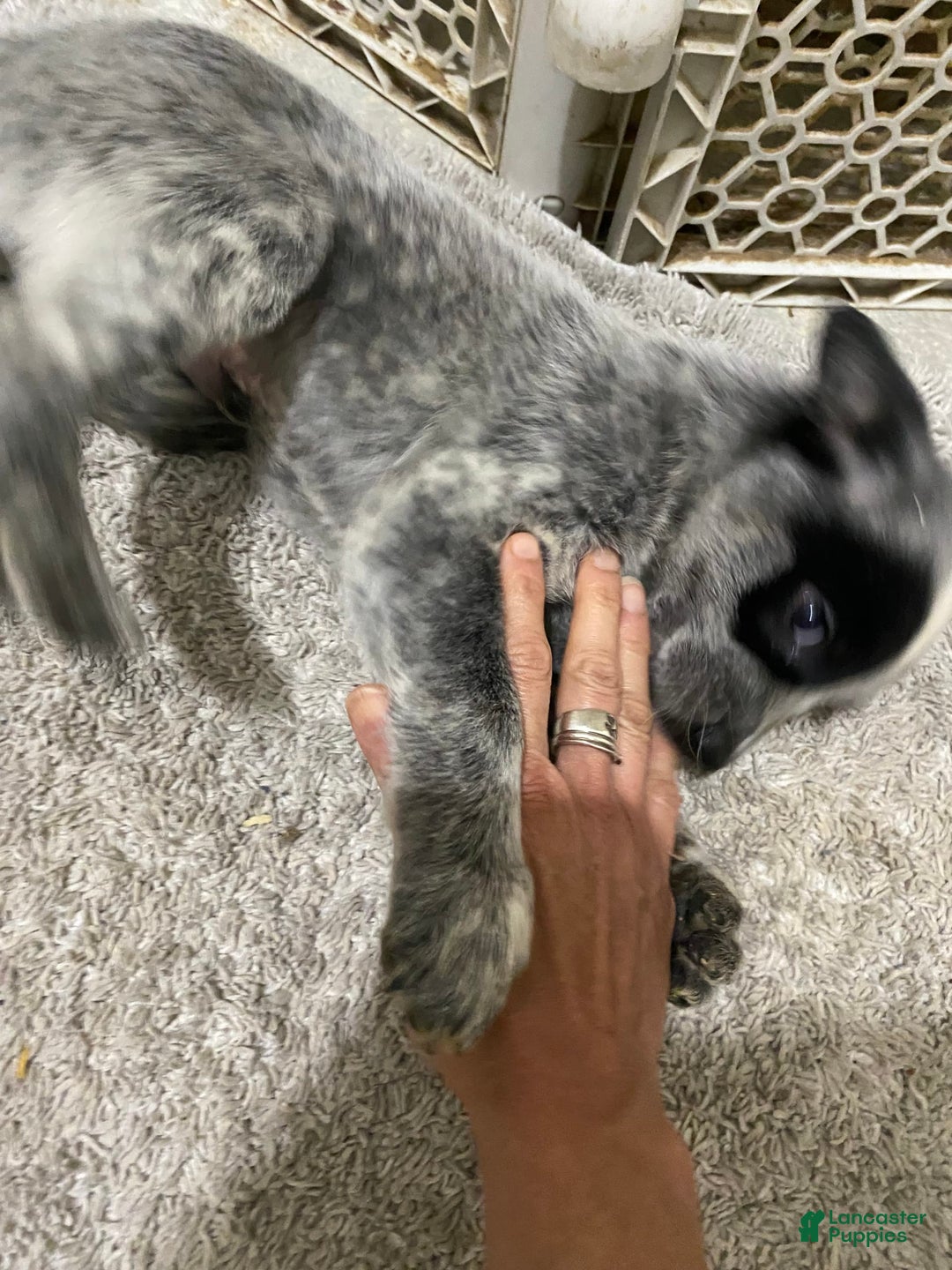 Australian Cattle Dog dogs for sale: Charlie - Image 5