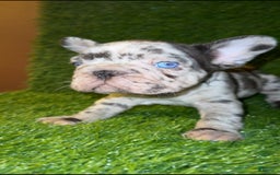French Bulldog dogs for sale: Sky - Image 7
