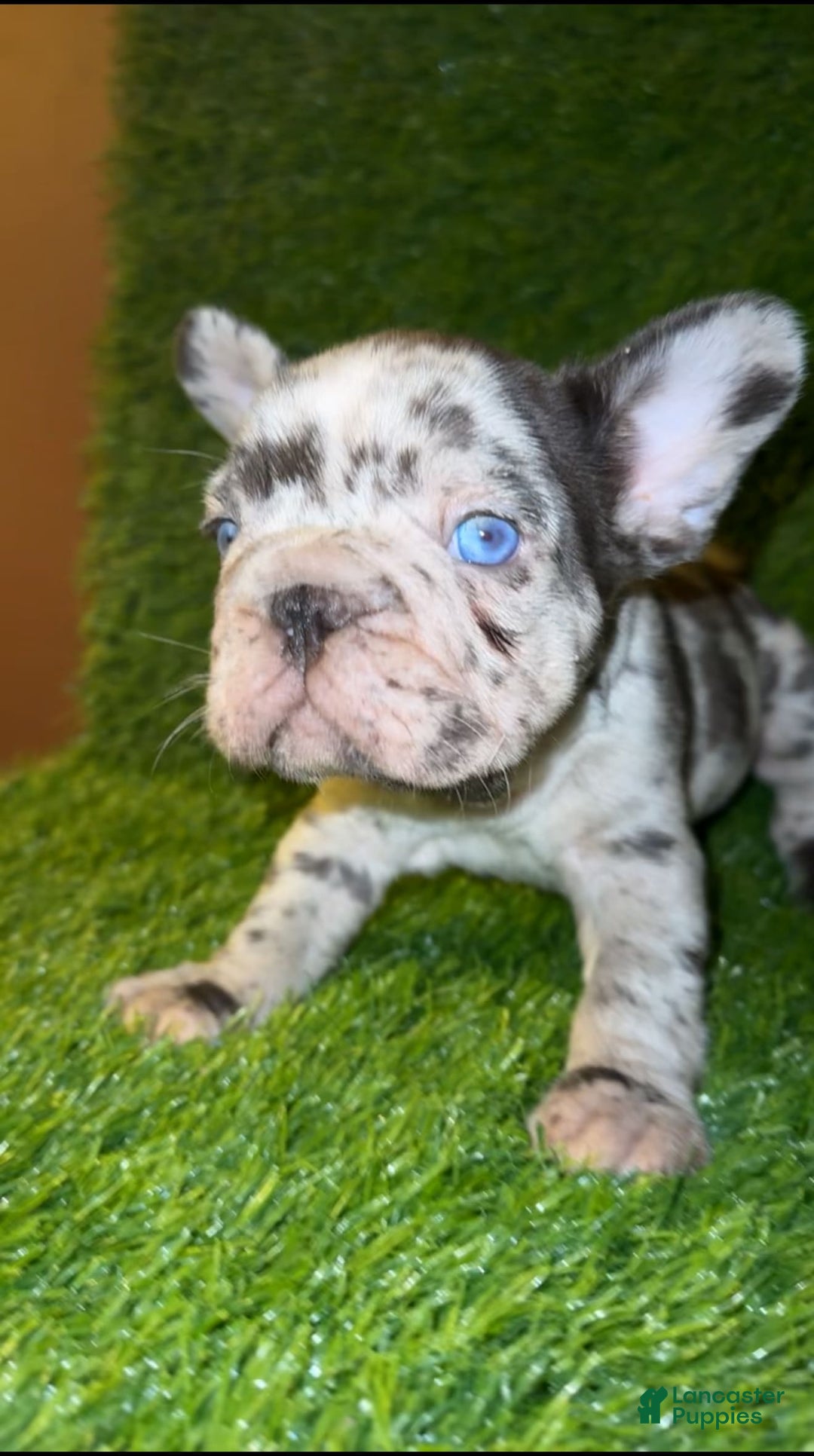 French Bulldog dogs for sale: Sky - Image 7