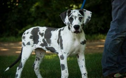 Great Dane dogs for sale: Electra - Image 23