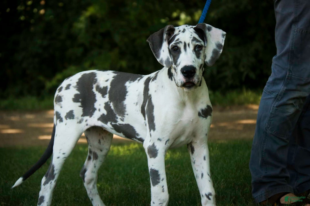 Great Dane dogs for sale: Electra - Image 23
