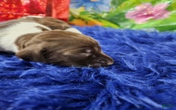 German Shorthaired Pointer dogs for sale: Mr Pringles - Image 2