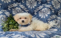 Maltese dogs for sale: Graham - Image 3