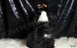 Cocker Spaniel dogs for sale: Lewey - Image 5