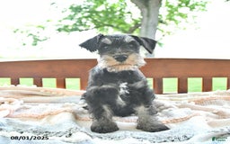 Miniature Schnauzer dogs for sale: Hector Champion Blood - Image 9