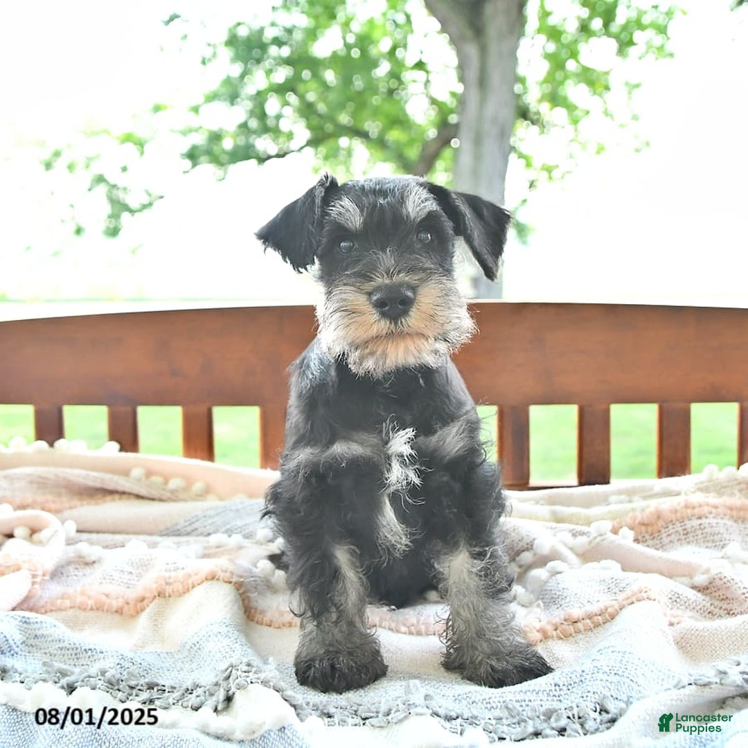 Miniature Schnauzer dogs for sale: Hector Champion Blood - Image 9