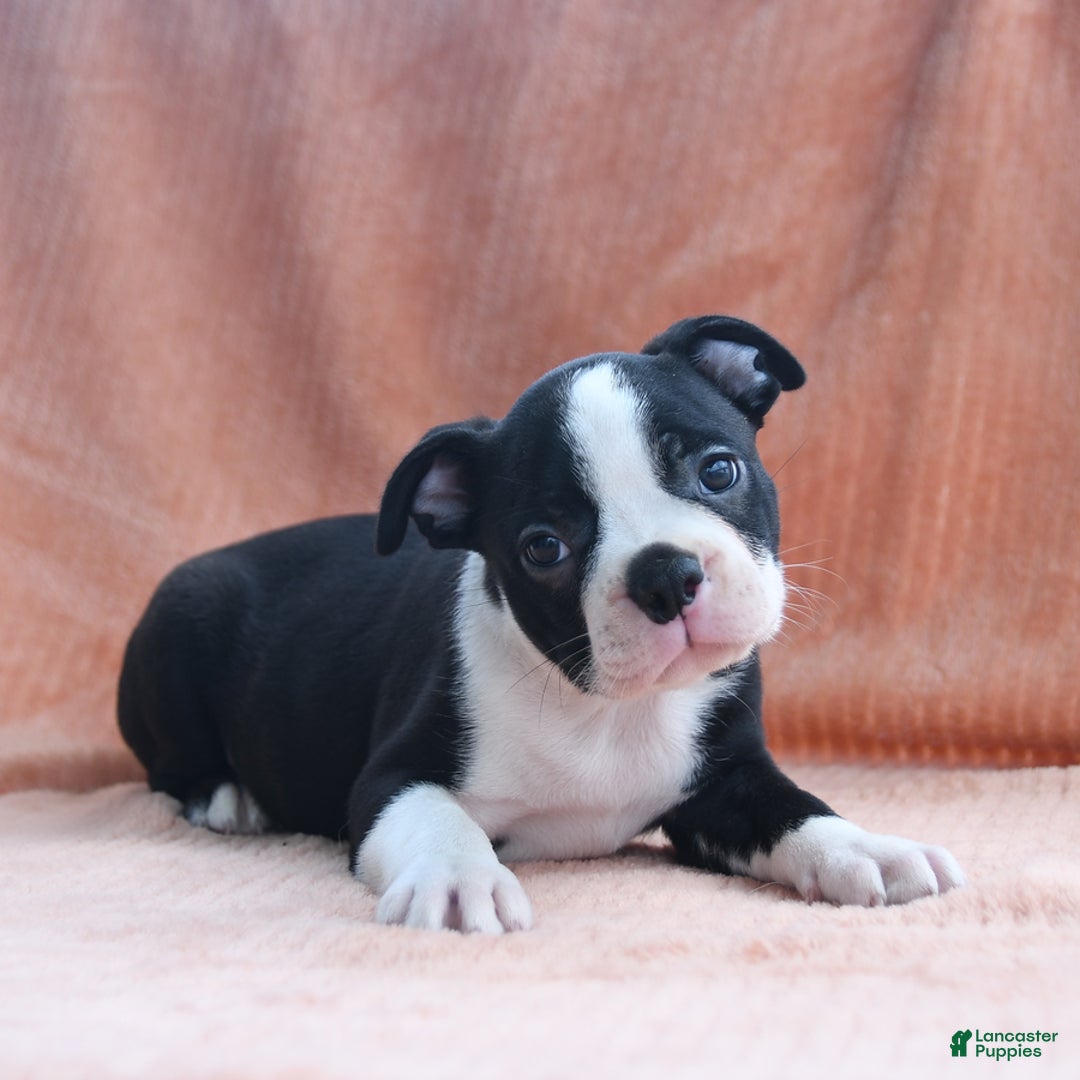 Boston Terrier dogs for sale: Eagle - Image 5