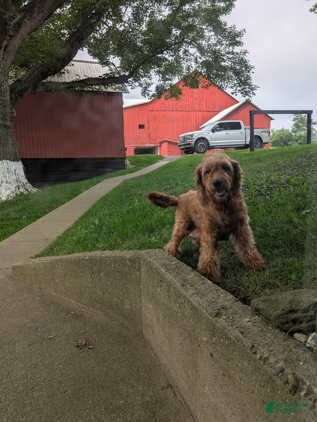 Mini Goldendoodle dogs for sale: Mini -kory - Image 16