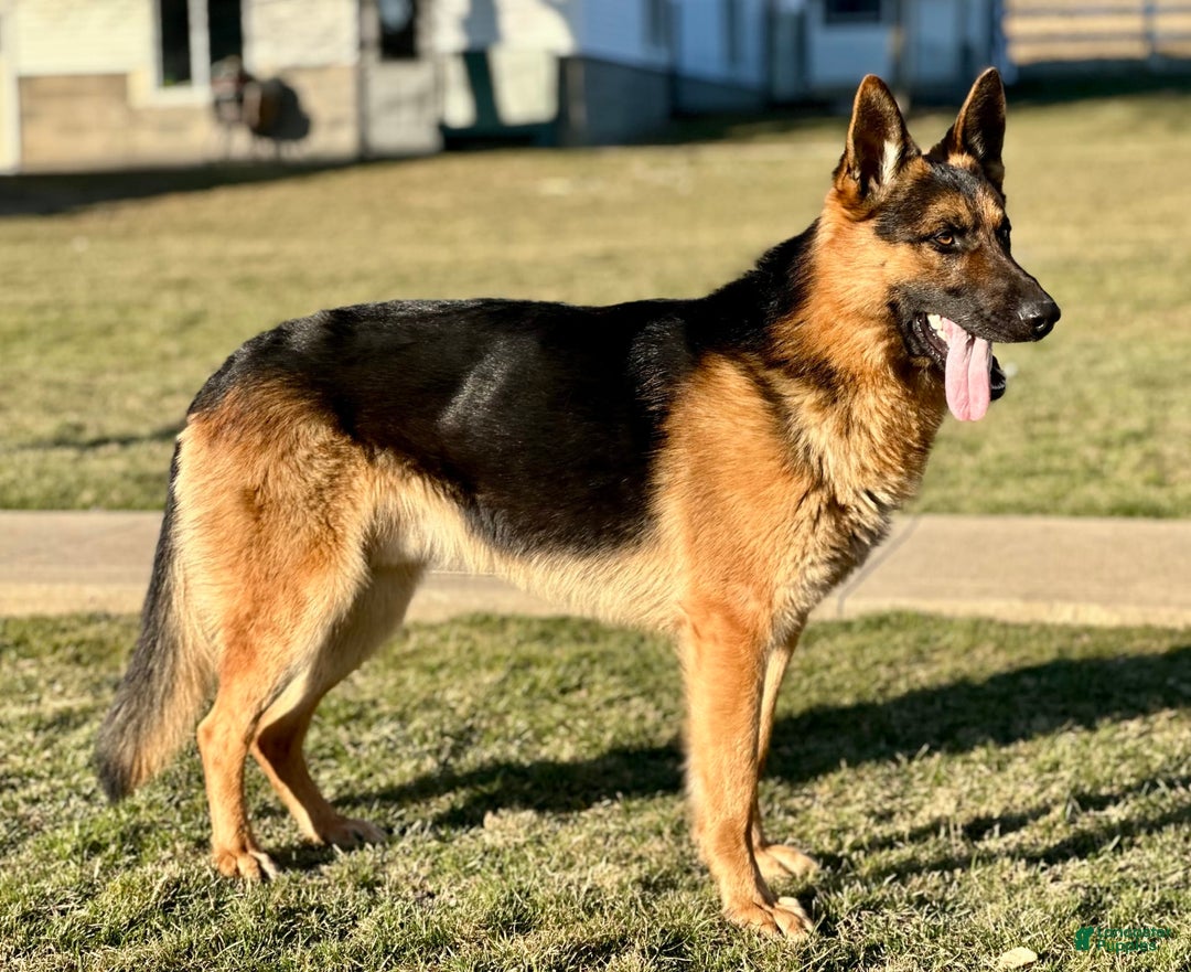 German Shepherd dogs for sale: Max - Image 6