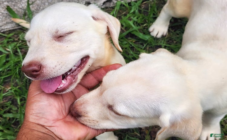 Labrador Retriever dogs for sale - Ad 3