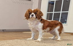 Cavapoo dogs for sale: Lexi - Image 3