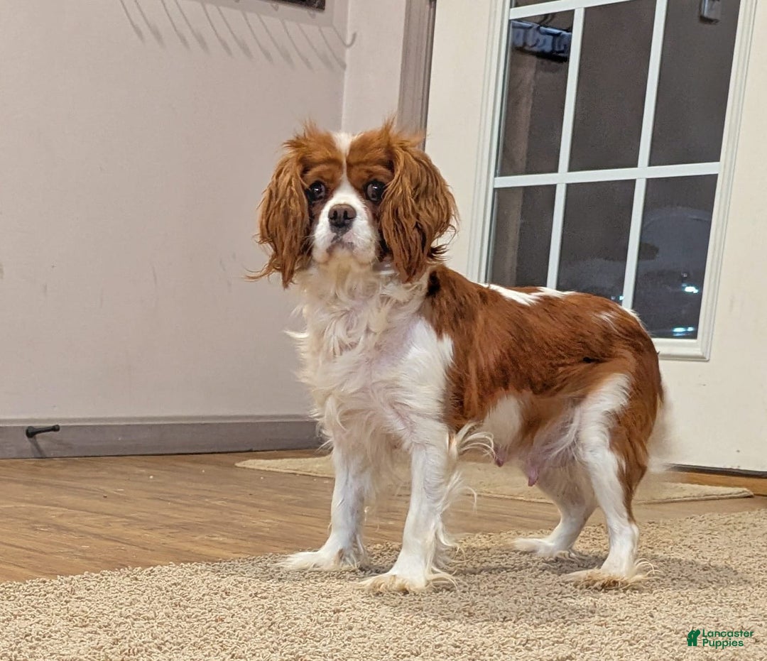 Cavapoo dogs for sale: Lexi - Image 3