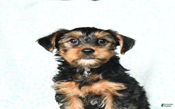 Yorkshire Terrier dogs for sale: Charlie - Image 5