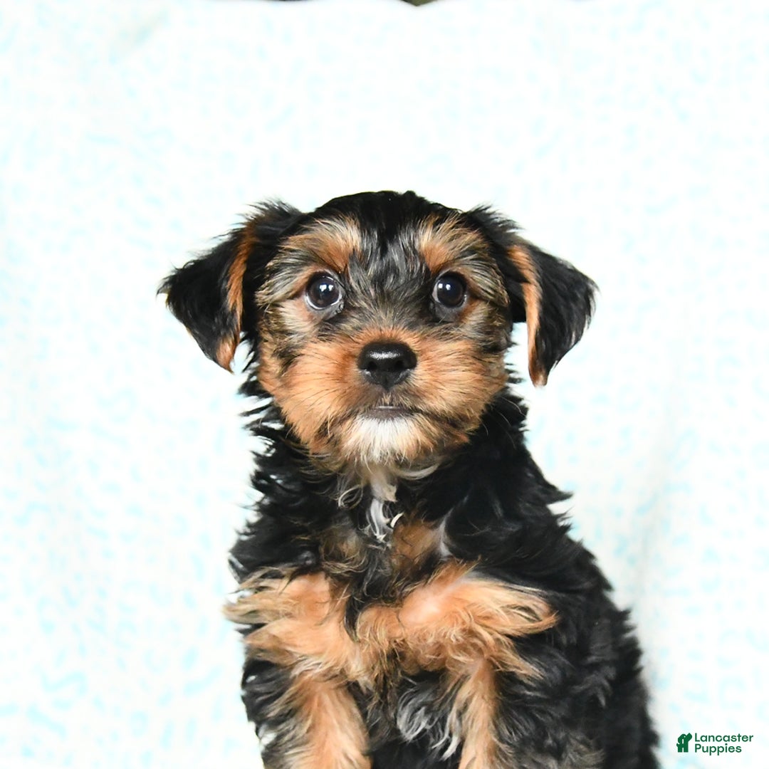 Yorkshire Terrier dogs for sale: Charlie - Image 5