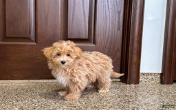 Maltipoo dogs for sale: Darling - Image 15