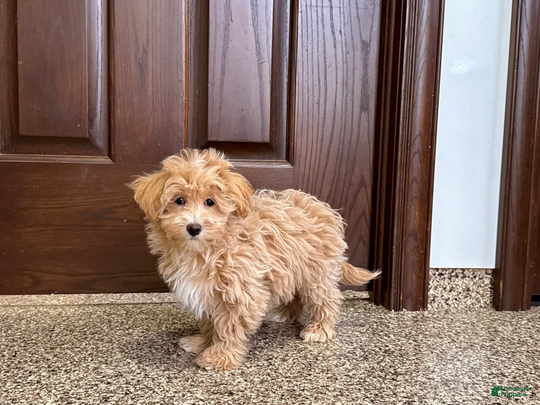 Maltipoo dogs for sale: Darling - Image 15
