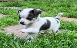 Chihuahua dogs for sale: Lucas - Image 6