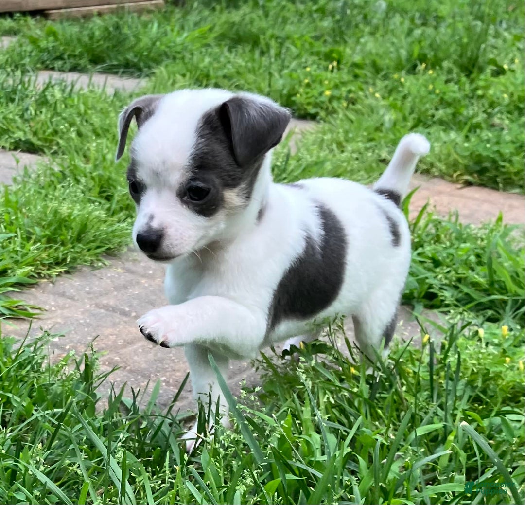 Chihuahua dogs for sale: Lucas - Image 6