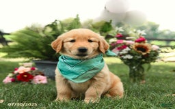 Golden Retriever dogs for sale: Mauve - Image 3