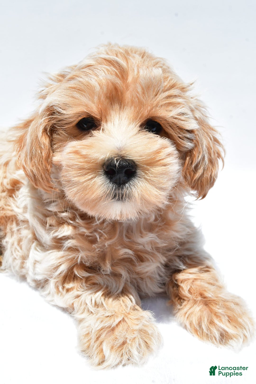 Maltipoo dogs for sale: Clay - Image 2