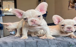 French Bulldog dogs for sale: Jo Jo - Image 4