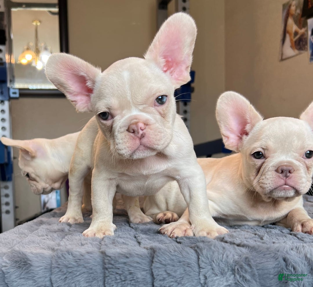 French Bulldog dogs for sale: Jo Jo - Image 4