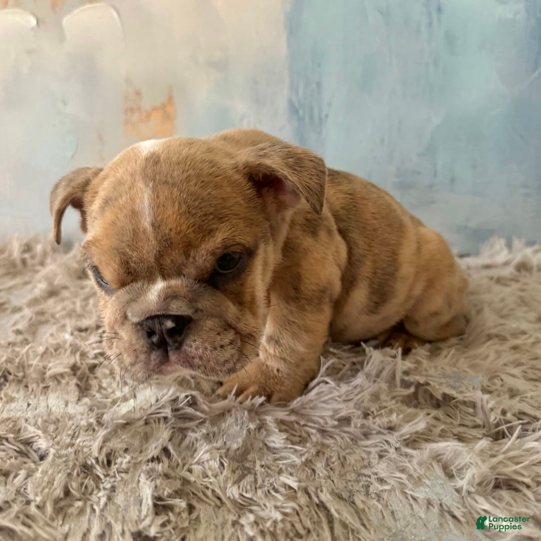 English Bulldog dogs for sale: Goro - Image 5