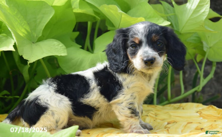 Miniature Dachshund dogs for sale - Ad 2