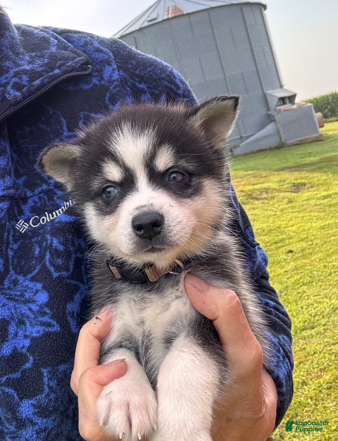 Alaskan Klee Kai dogs for sale: Blue Yukan - Image 5