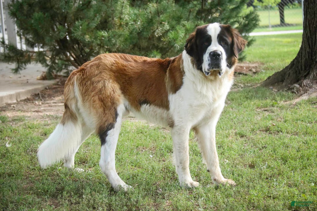 Saint Bernard dogs for sale: Madison - Image 22