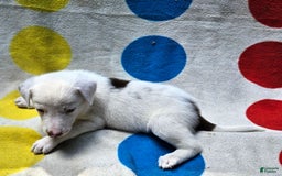 Border Collie dogs for sale: Charlie - Image 4