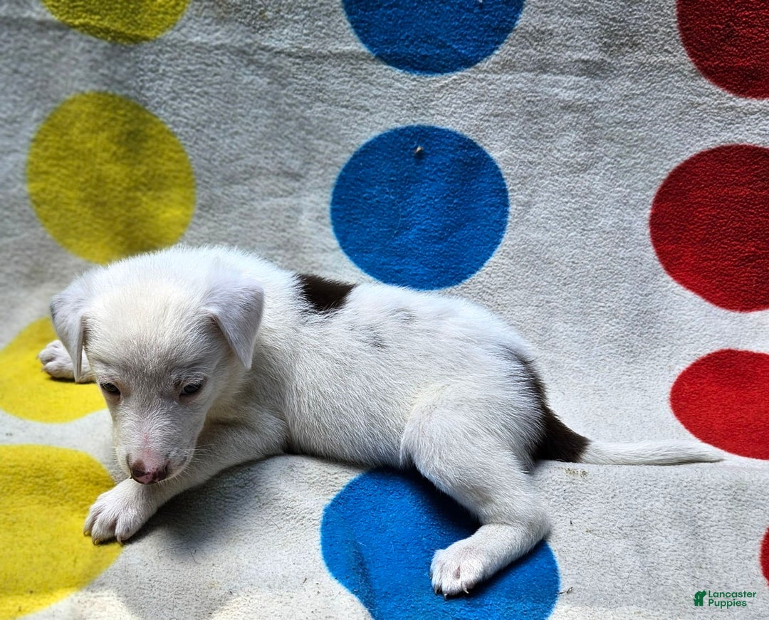 Border Collie dogs for sale: Charlie - Image 4