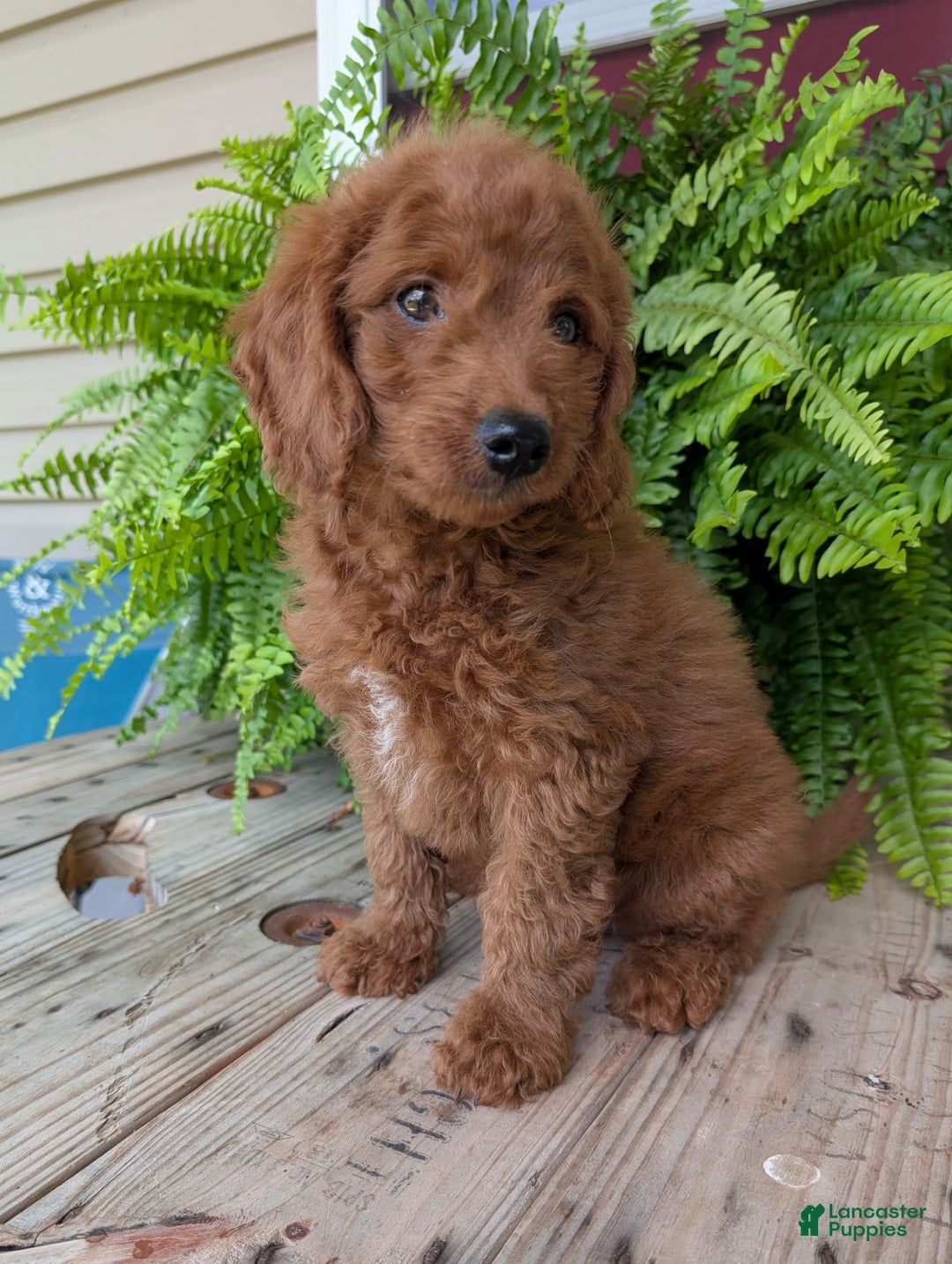 Mini Goldendoodle dogs for sale: Mini -coner - Image 14