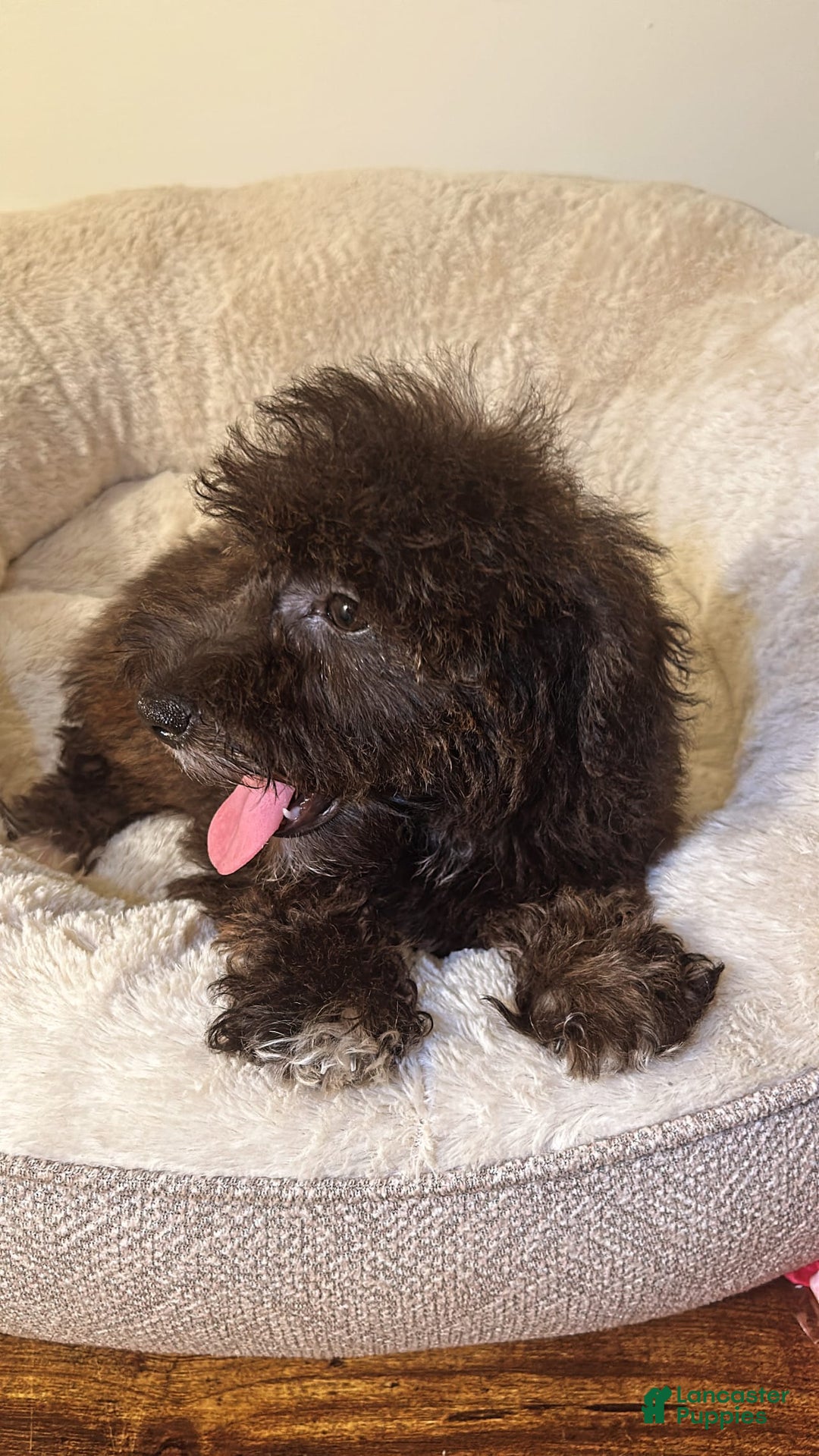 Schnoodle dogs for sale: Max - Image 4