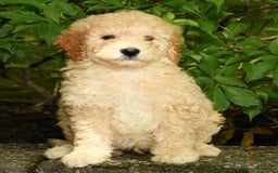 Mini Goldendoodle dogs for sale: Lincoln - Image 7