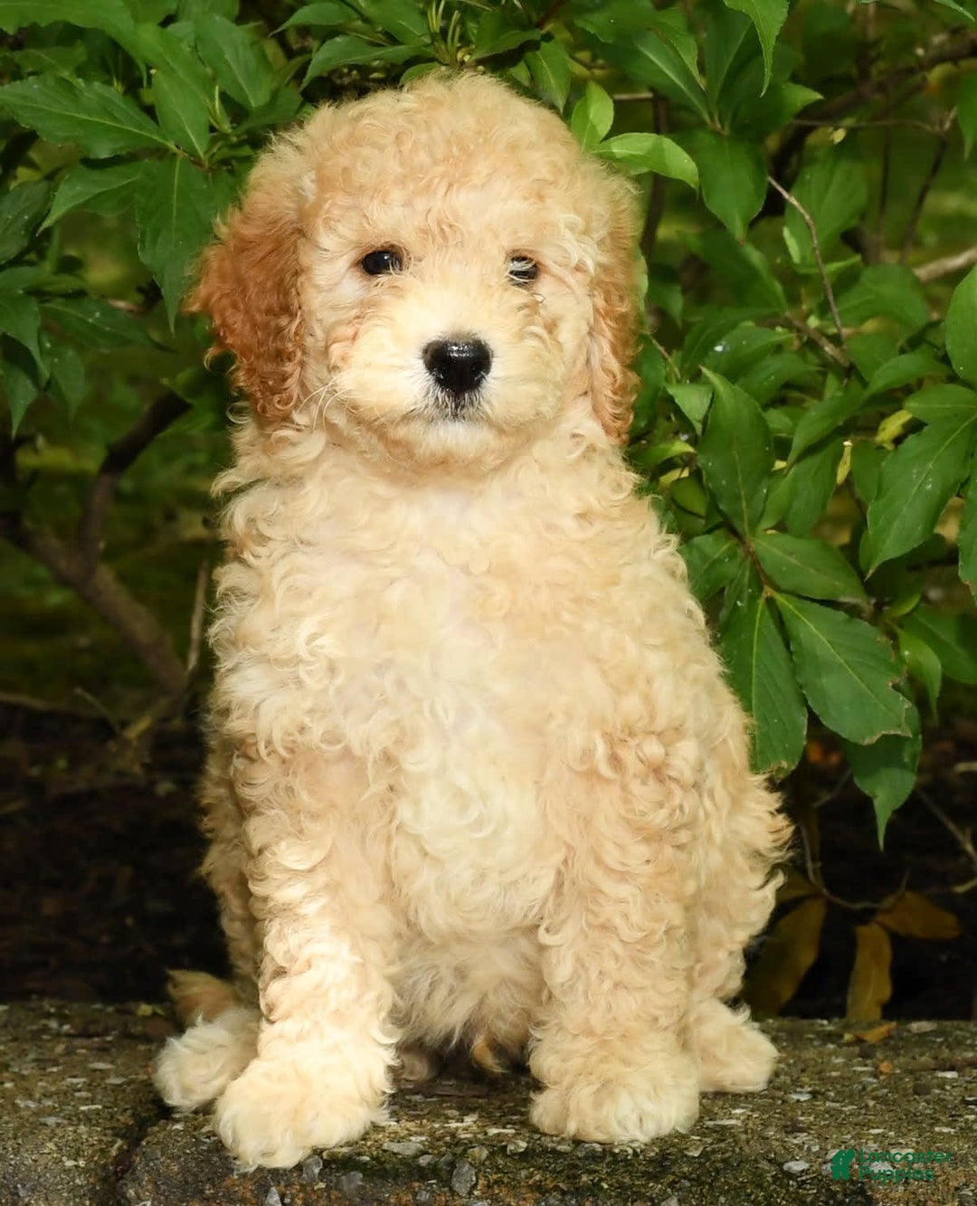 Mini Goldendoodle dogs for sale: Lincoln - Image 7