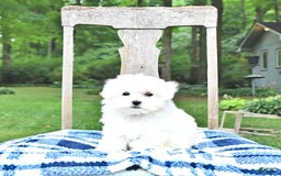 Maltese dogs for sale: Kash - Image 14