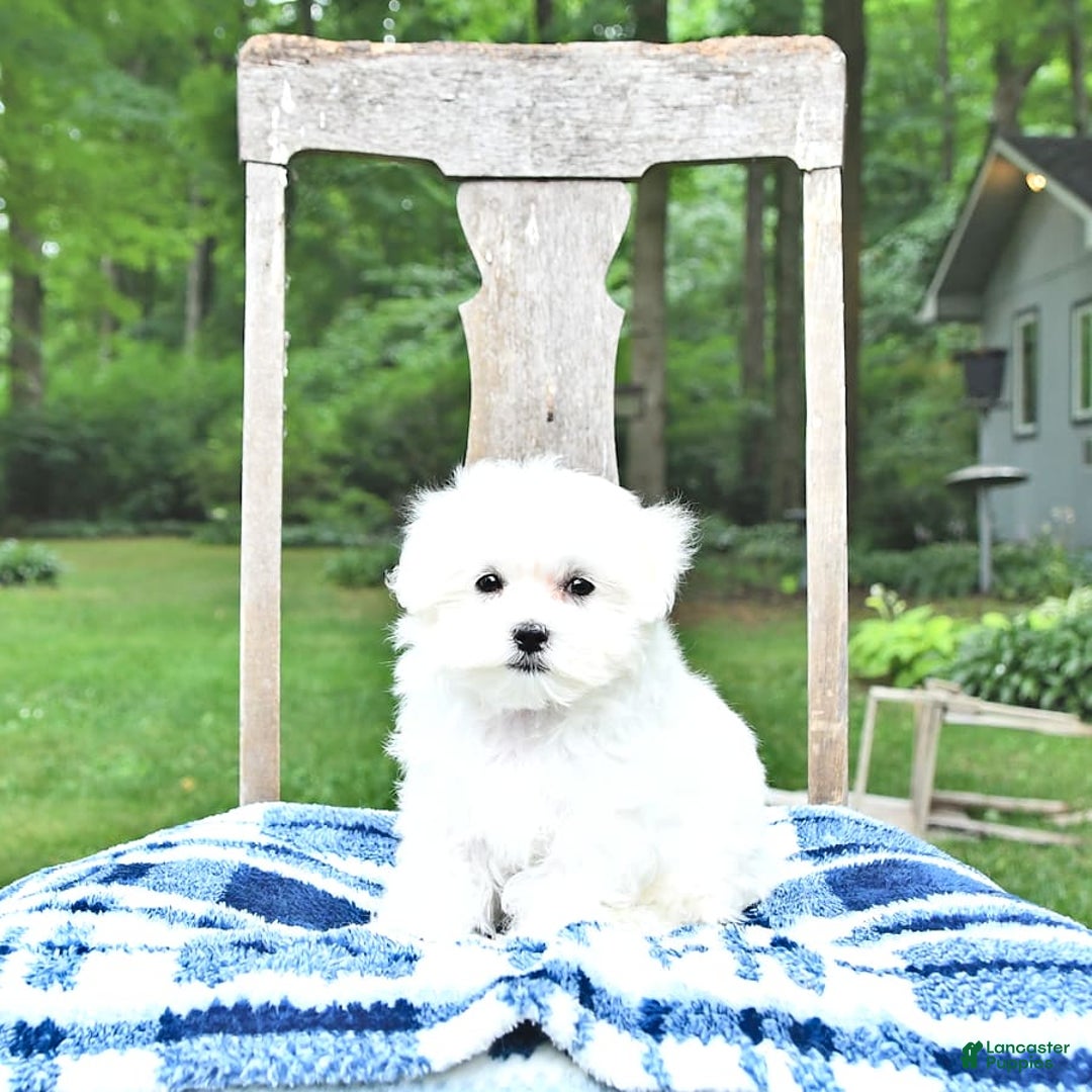Maltese dogs for sale: Kash - Image 14