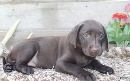 Labrador Retriever dogs for sale: Annabelle - Image 5