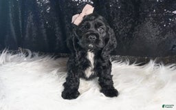 Cocker Spaniel dogs for sale: Coal - Image 1