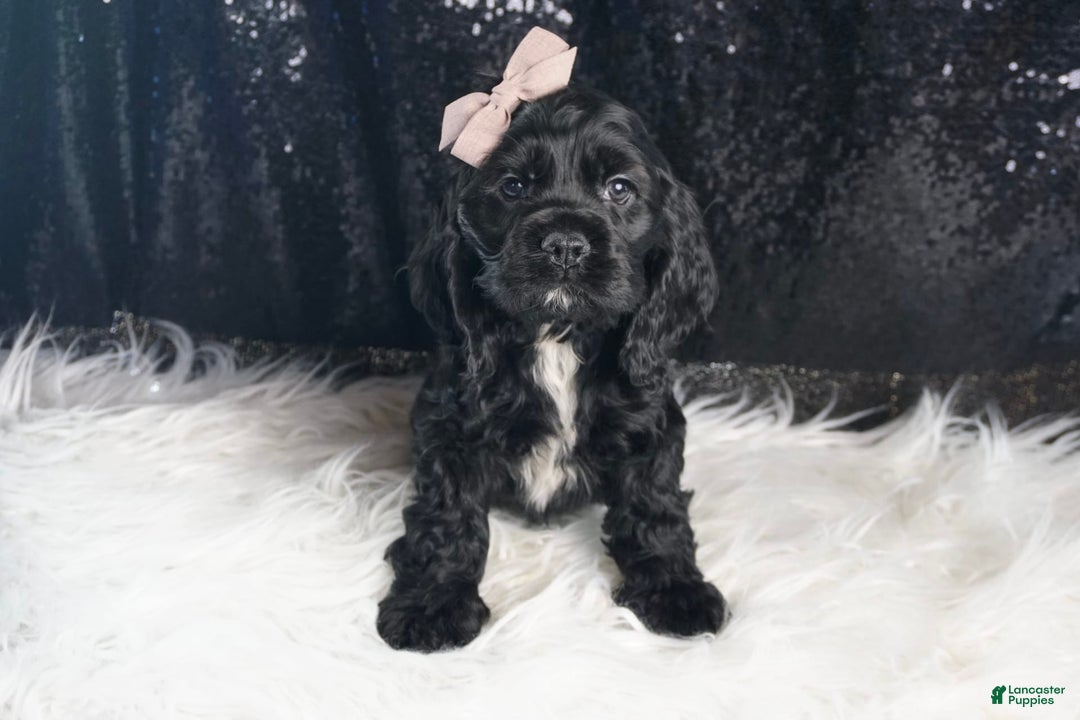Cocker Spaniel dogs for sale: Coal - Image 1