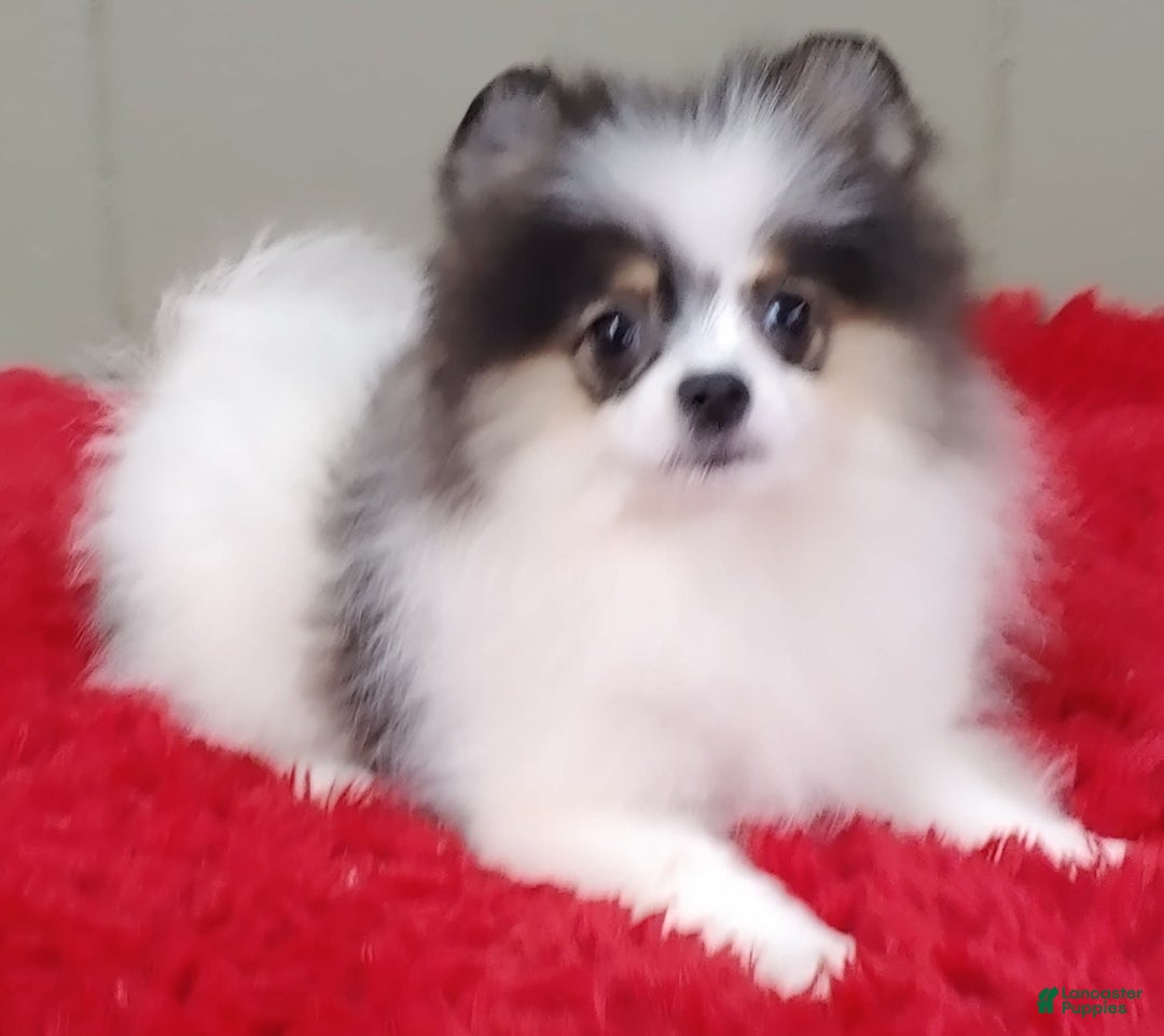 Pomeranian dogs for sale: Topper - Image 10