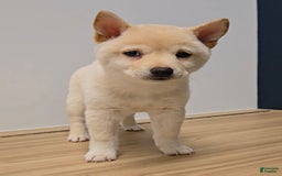 Shiba Inu dogs for sale: Hiko - Image 5