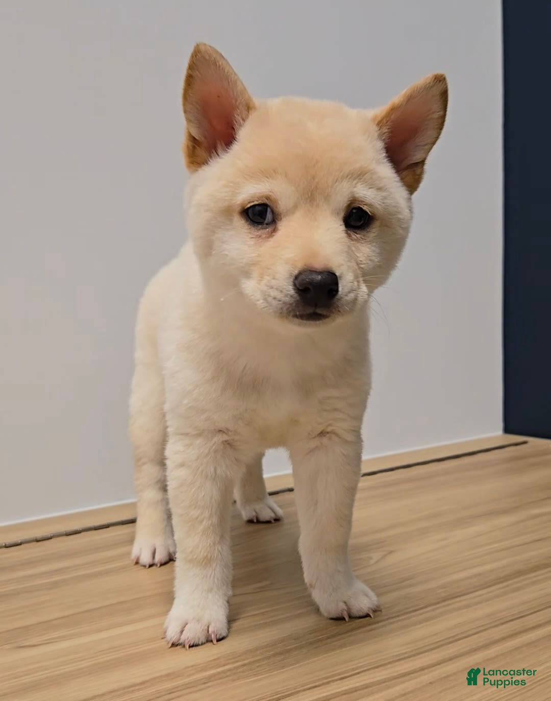 Shiba Inu dogs for sale: Hiko - Image 5