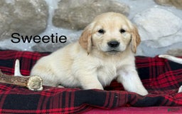 Golden Retriever dogs for sale: Sweetie - Image 9