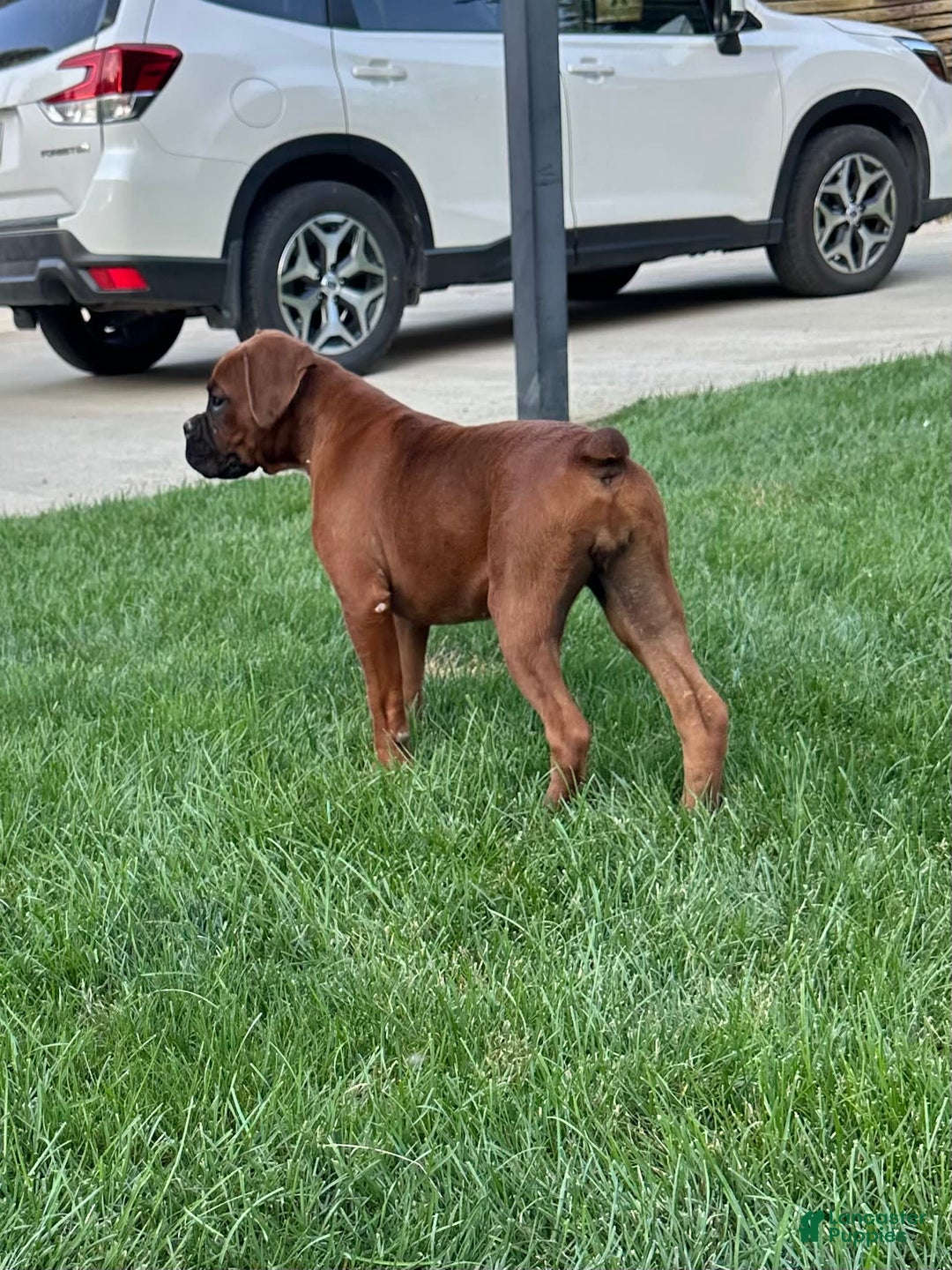 Boxer dogs for sale: Boxer 3 puppies - Image 3